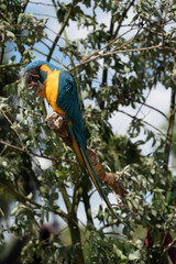 Portrait colorful Macaw parrot on a branch. This is a bird that is domesticated and raised in the home as a friend