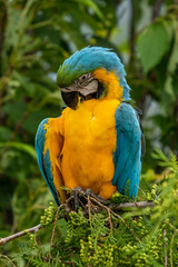 Portrait colorful Macaw parrot on a branch. This is a bird that is domesticated and raised in the home as a friend