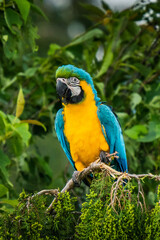 Obraz premium Portrait colorful Macaw parrot on a branch. This is a bird that is domesticated and raised in the home as a friend