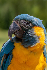 Portrait colorful Macaw parrot on a branch. This is a bird that is domesticated and raised in the home as a friend