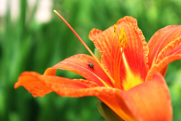 Orange lily flowers on a green background. Summer concept. Selective focus.