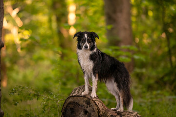 Naklejka na ściany i meble Nasser Hund Border Collie im Wald stehend auf einem Baumstamm