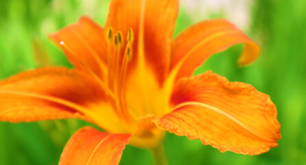 Orange lily flowers on a green background. Summer concept. Selective focus. Close-up.