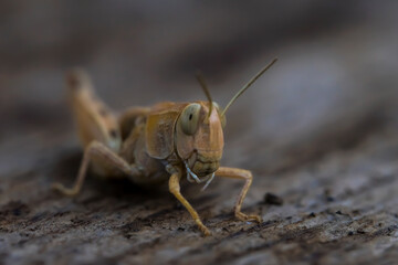 Locust Macro photo. Insect (lat. Dociostaurus moroccanus) close-up. The body structure of the locust. The texture of the surface of the insect. Gray-brown locust. Pest of crops. Gray grasshopper.Bokeh