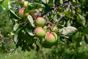 Apple tree branch with apples