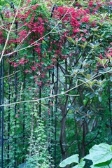 スチールフェンスに絡みついた植物