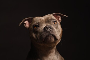 Portrait of an adorable Staffordshire Bulldog Terrier looking up