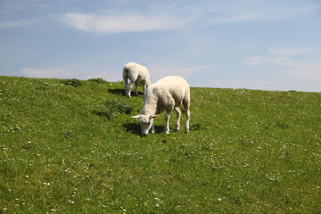 Schaf, Deich, Deichpflege, Nordstrand, Schleswig-Holstein, Deutschland, Europa