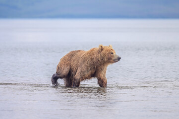 Fototapeta premium Ruling the landscape, brown bears of Kamchatka (Ursus arctos beringianus)