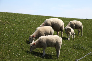 Obraz premium Schaf, Deich, Deichpflege, Nordstrand, Schleswig-Holstein, Deutschland, Europa