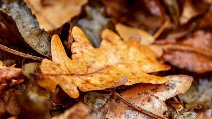 Fallen oak leaves lie on the ground