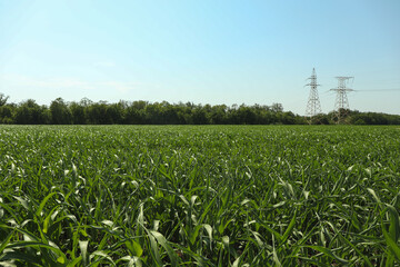 Fototapeta na wymiar Corn field. Beautiful sunny day. Farming. Agriculture business