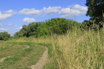 Fototapeta premium Road in the field