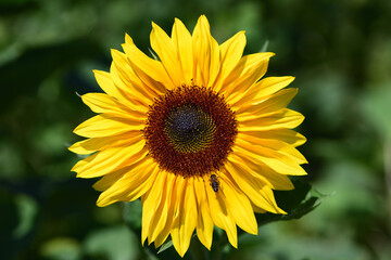 a yellow sunflower blooms against a green background in nature