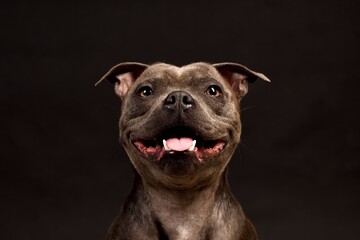 Crazy smiling gray Staffordshire Bull Terrier dog