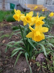 Obraz premium yellow daffodils in the garden