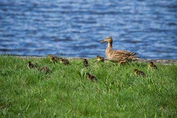 Duck with ducklings in spring at Damflask reservoir, Sheffield, England, UK