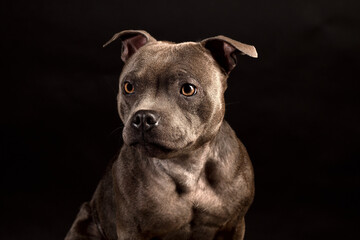 Fototapeta premium Portrait of gray Staffordshire Bull Terrier Puppy Dog on black background