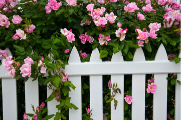 flowers and fence