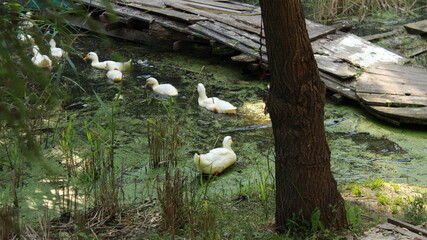 mushrooms in the forest