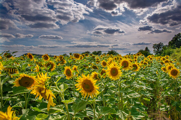 Naklejka premium Sunflower field with the cloudy sky in the background.
