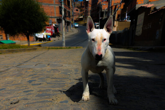 bull terrier perrro mirada al frente 