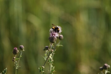 bumblebee on flower - grass in background