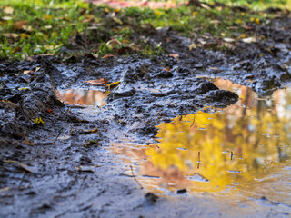 an image of single fallen leaf on ground