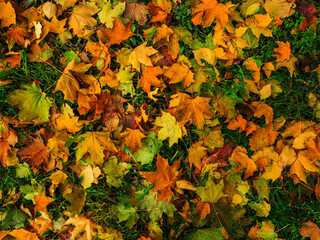Colorful and bright background made of fallen autumn leaves