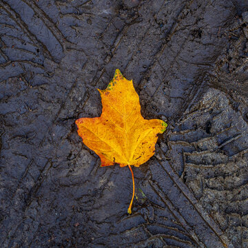 an image of single fallen leaf on ground