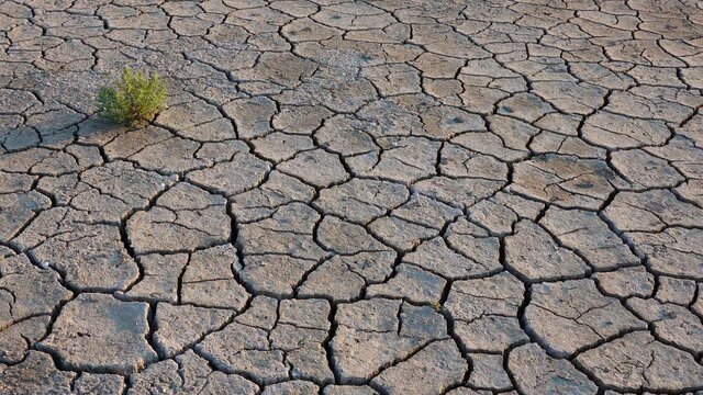 Salicornia europaea. Salt tolerant plants on cracked earth at the bottom of a dried salty estuary lake. Tuzlovsky estuaries, Black Sea