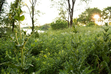 Weeds in the setting sun