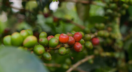 coffee plant