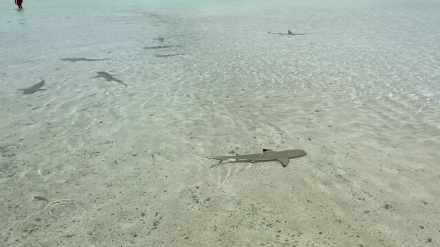 Requins de lagon &agrave; Rangiroa, Polyn&eacute;sie fran&ccedil;aise	