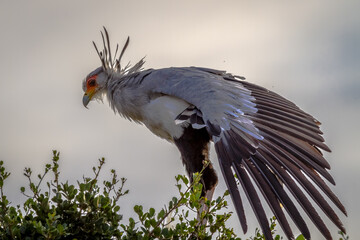 Secretary bird spreading his wing 