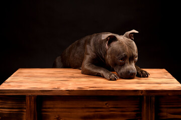 Sad gray Staffordshire Bull Terrier dog