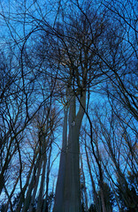 Mystical forest with leafless trees.