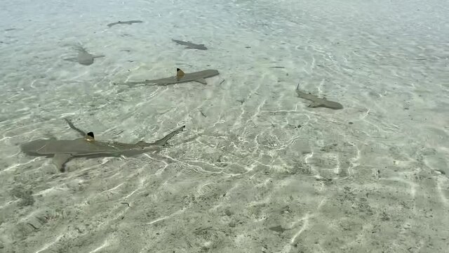 Requins de lagon &agrave; Rangiroa, Polyn&eacute;sie fran&ccedil;aise	
