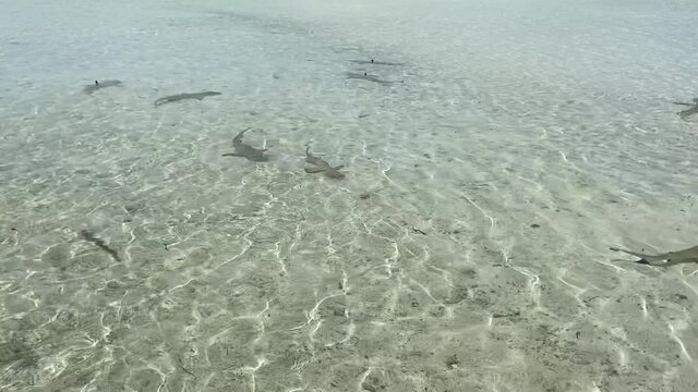 Requins de lagon &agrave; Rangiroa, Polyn&eacute;sie fran&ccedil;aise	
