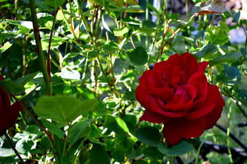 rote Rose, im Blumenbeet, Natur, Pflanze, Beet, Stacheln, Blaetter, 