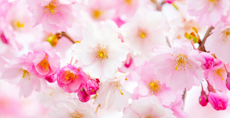 Fototapeta na wymiar Sakura blossom and pink flowers natural background