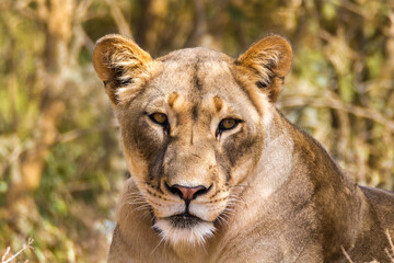 Fototapeta na wymiar Female lion portrait close up