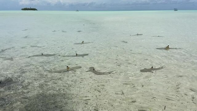 Meute de requins de lagon &agrave; Rangiroa, Polyn&eacute;sie fran&ccedil;aise	
