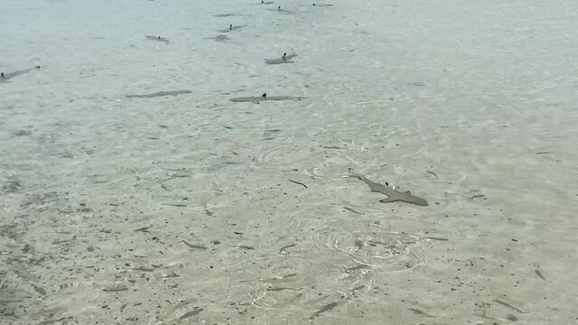 Requins de lagon &agrave; Rangiroa, Polyn&eacute;sie fran&ccedil;aise	