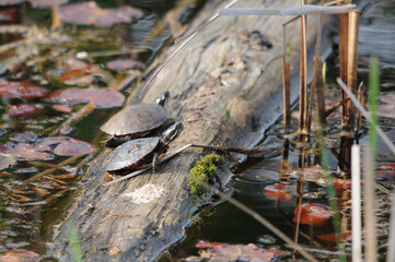Turtle Painted Photo.  Painted turtles on a log in the pond with lily pads in the water in their environment and habitat. Image. Picture. Portrait.