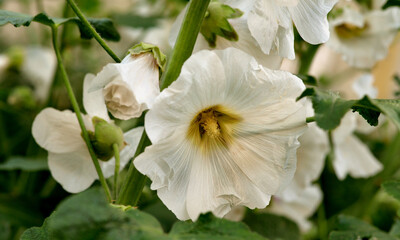 Obraz premium White mallow