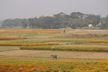 Fototapeta na wymiar Yellow red beautiful Marigold plant and flowers farming on a distant village field. Village nature background.