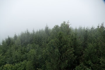Obraz na płótnie Canvas wild green forest in morning