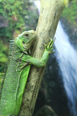 L’iguane se rafraîchit