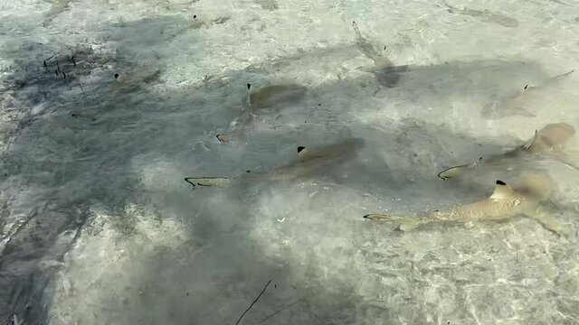Requins de lagon en bord de plage &agrave; Rangiroa, Polyn&eacute;sie fran&ccedil;aise